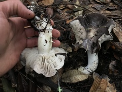 Tricholoma griseoviolaceum