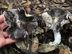 Tricholoma griseoviolaceum