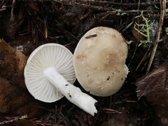 Tephroleuci
