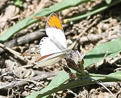 Colotis evenina