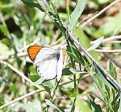 Colotis evenina