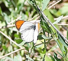 Colotis evenina