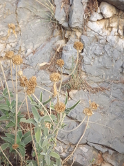 Phlomis fruticosa