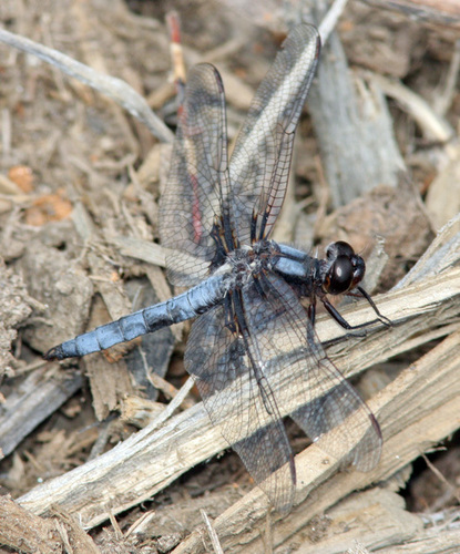 Blue Corporal