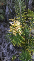 Linochilus rosmarinifolius