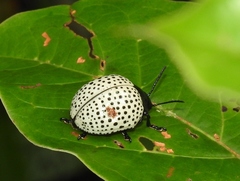 Doryphora punctatissima