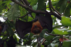 Pemba Flying Fox photo 3