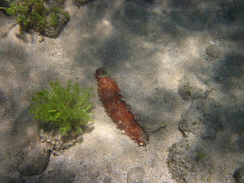 Holothuria arguinensis
