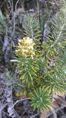 Linochilus rosmarinifolius