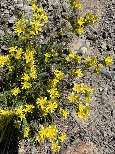 Image of Ivesia Tweedyi by no rights reserved