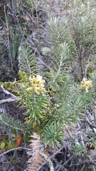 Linochilus rosmarinifolius