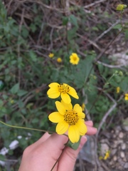 Viguiera