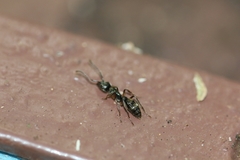 Neoponera