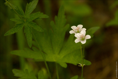 Geranium asiaticum