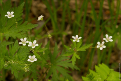 Geranium asiaticum