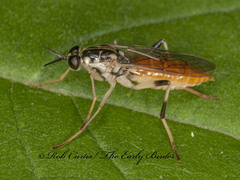 Xylomya tenthredinoides