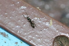 Neoponera