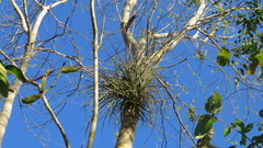 Tillandsia exserta