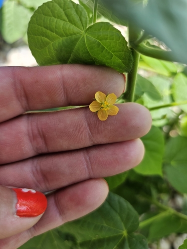 Viscid mallow (Abutilon viscosum)