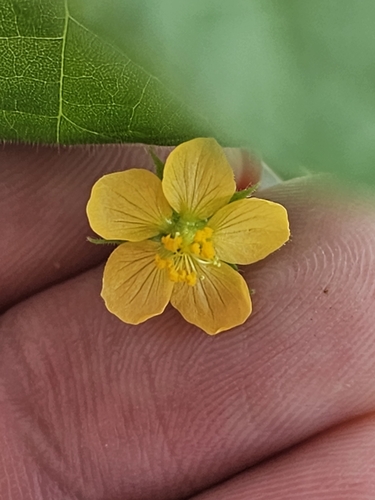Image of Abutilon viscosum by (c) ritirene, some rights reserved (CC BY)