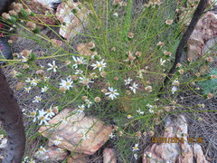 Phymaspermum leptophyllum