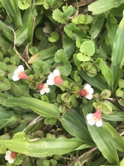 Torenia polygonoides