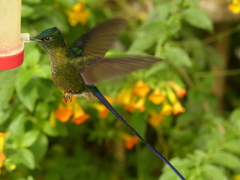 Violet-Tailed Sylph photo 3