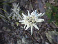 Leontopodium ochroleucum