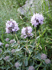 Ziziphora clinopodioides