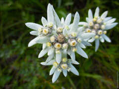 Leontopodium ochroleucum