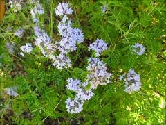 Ziziphora clinopodioides