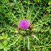 Stemless Thistle - Photo (c) glebnsk, some rights reserved (CC BY-NC)