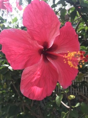 Hibiscus rosa-sinensis
