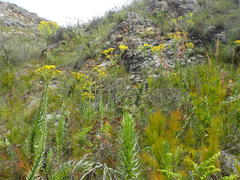 Osteospermum corymbosum