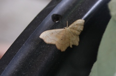 Idaea emarginata