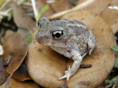 Hurter's Spadefoot