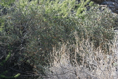 Simmondsia chinensis
