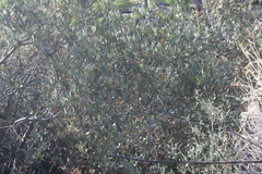 Simmondsia chinensis