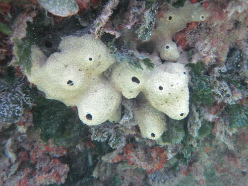 Irciniidae