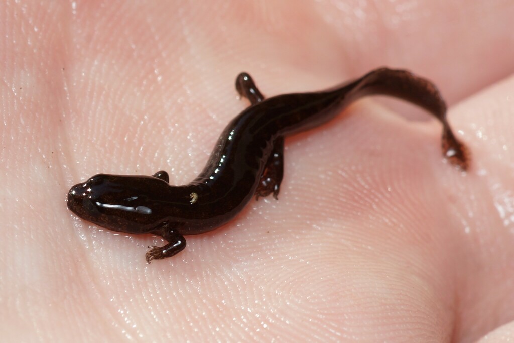 Northern Shovel-nosed Salamander in June 2023 by Max Ramey · iNaturalist