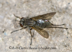 Symphoromyia