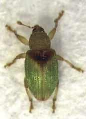 Peristoreus viridipennis