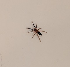 Drassyllus