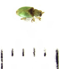 Peristoreus viridipennis