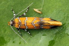 Promalactis procerella