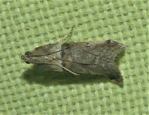 Acrobasis consociella