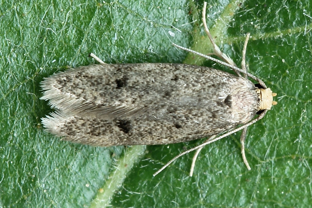 Borkhausenia luridicomella