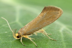 Crassa unitella
