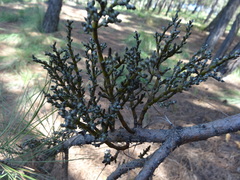 Arceuthobium vaginatum