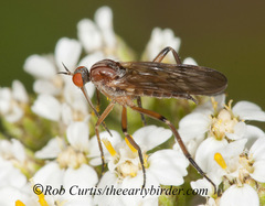 Rhamphomyia